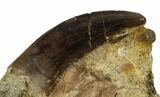 Serrated, Tyrannosaur Tooth in Sandstone - Judith River Formation #114011-1